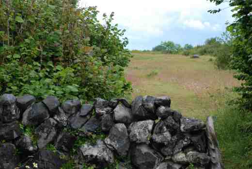 Stone walls and wild flowers in The Burren