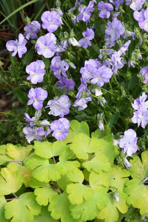 viola columbine aquil