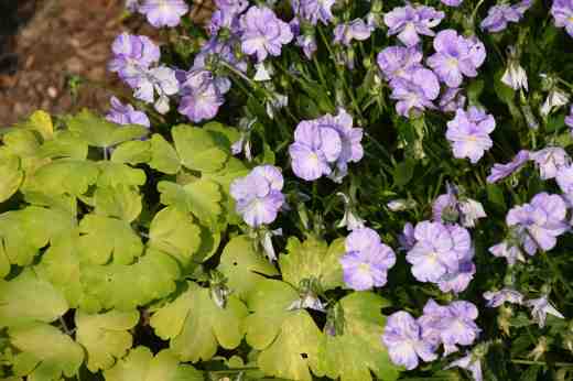 viola columbine aquil2