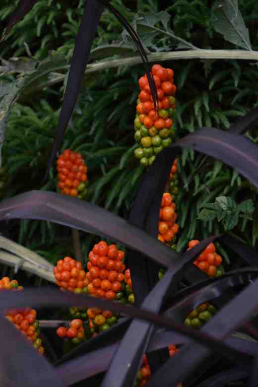 A striking contrast of dark phormium and arum berries
