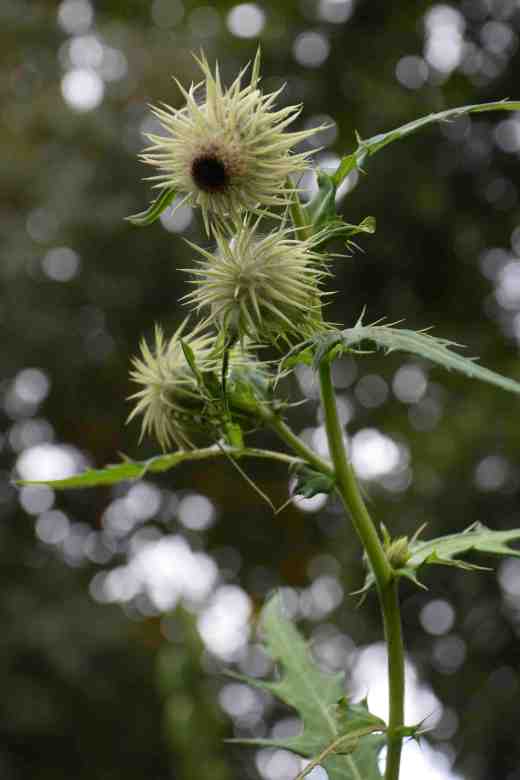 cirsium fargesii 3