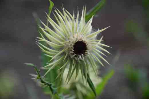 cirsium fargesii2