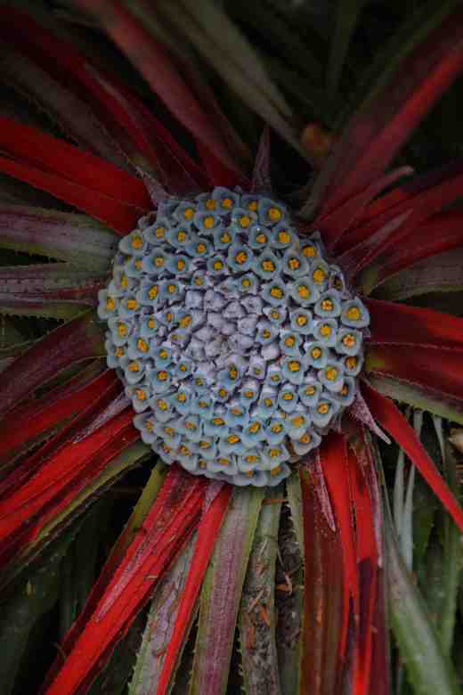 fascicularia bicolor canaliculata