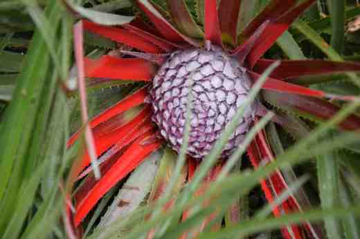 fascicularia bicolor canaliculata2
