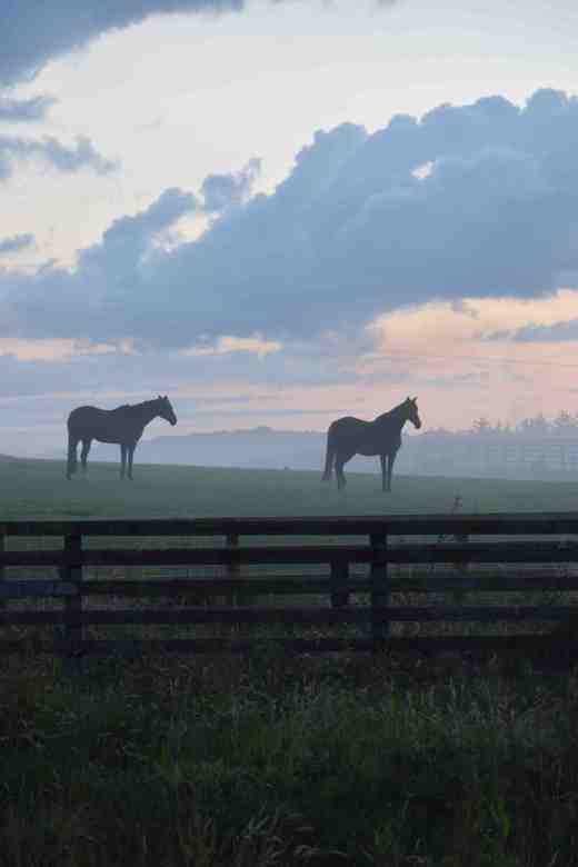 horses in mist aug 9 3