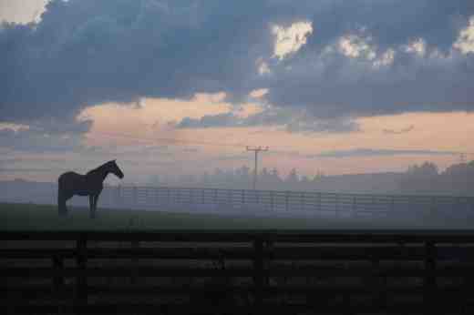 horses in mist aug 9 5