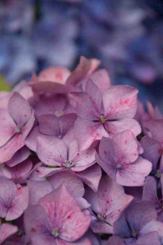 hydrangea ageing