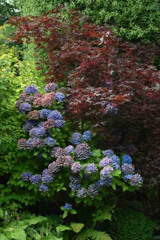 hydrangea ageing5