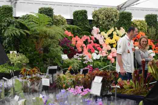 The Grand Marquee was packed with exhibits including ivies, begonias and pelargoniums from Fibrex...