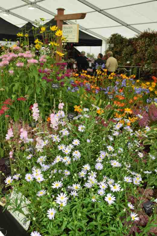 Herbaceous plants from Holden Clough...