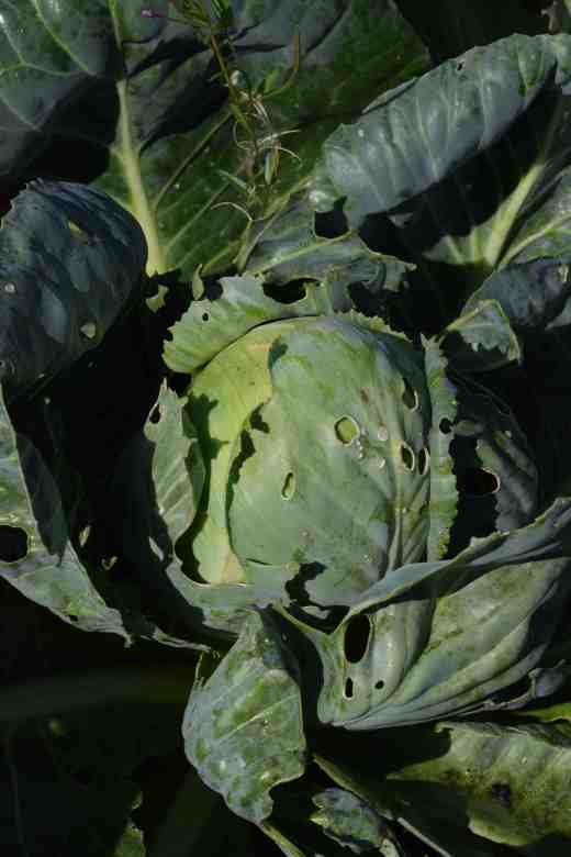 cabbage kilaton