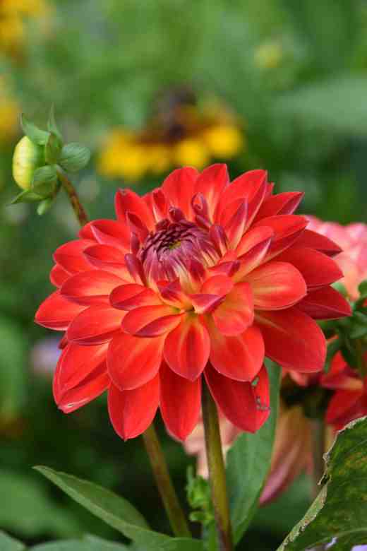dahlia spet 14