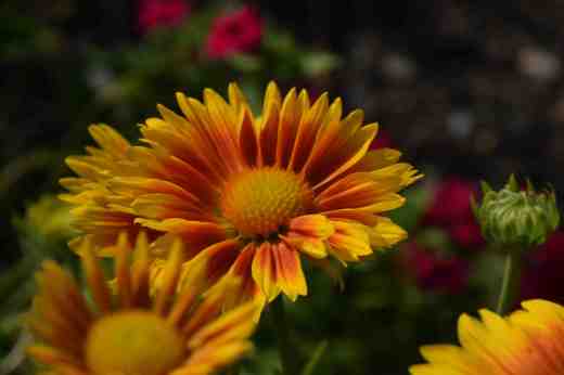gaillardia ariz apricot