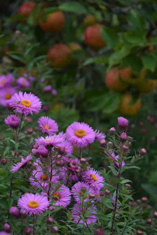 Asters - probably 'Harrington's Pink' were looking showy in front of elderly apple trees