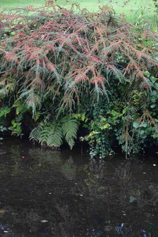 Even Cotoneaster horizontalis (C. purpureus?) looks good here