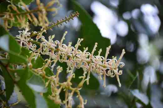 ... and those creamy white, waxy flowers are wonderfully scented as well as delightful to look at. 