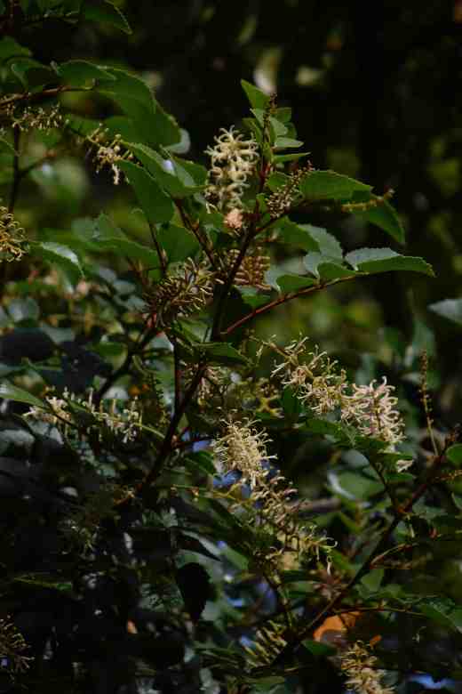 I was especially pleased to see the large bushes of Gevuina avellana. The beautiful leaves would be enough reason to grow this 'proteaceous' shrub from Chile but right now it is in full bloom....