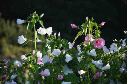 naturalised sunrise2