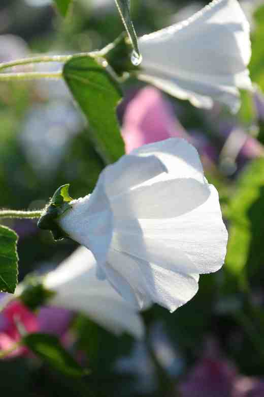 naturalised sunrise3