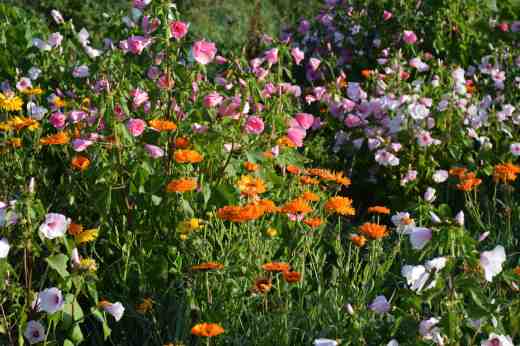 naturalised sunrise4