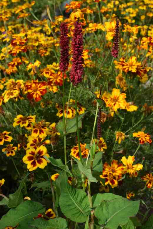 persicaria blackheath