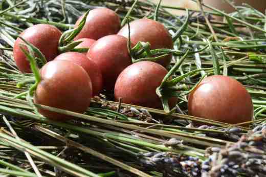 small toms black chery