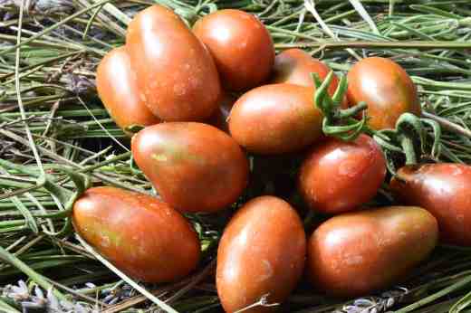 small toms choclate pear