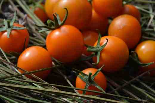 small toms sungold