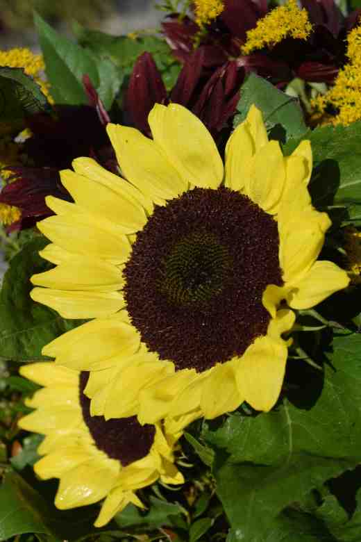 sunflower bunch3
