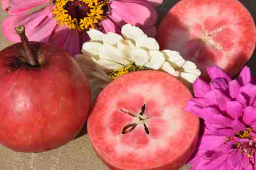 apple redlove cut2 copy