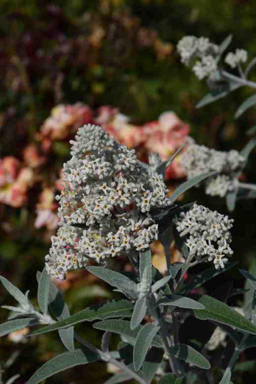 buddleia sailver anniver