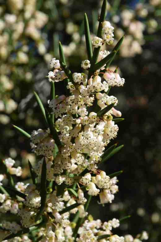 colletia