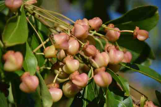 euony grandi salicifolius