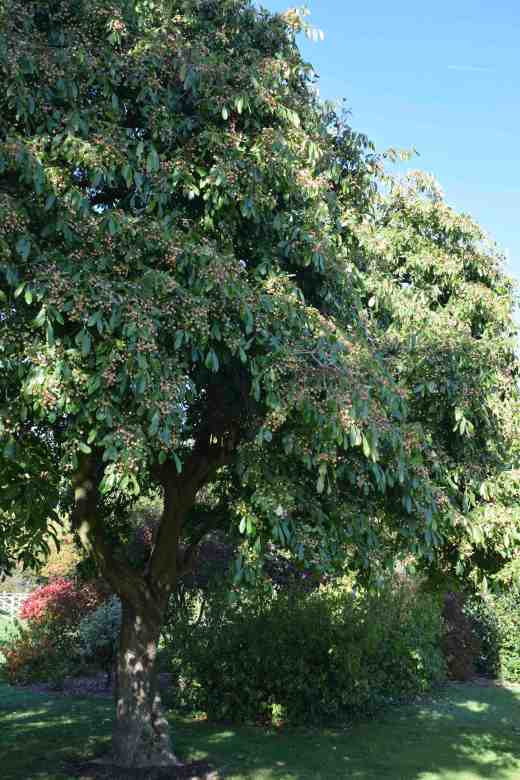 euony grandi salicifolius2