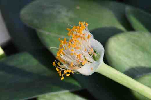 haemanthus