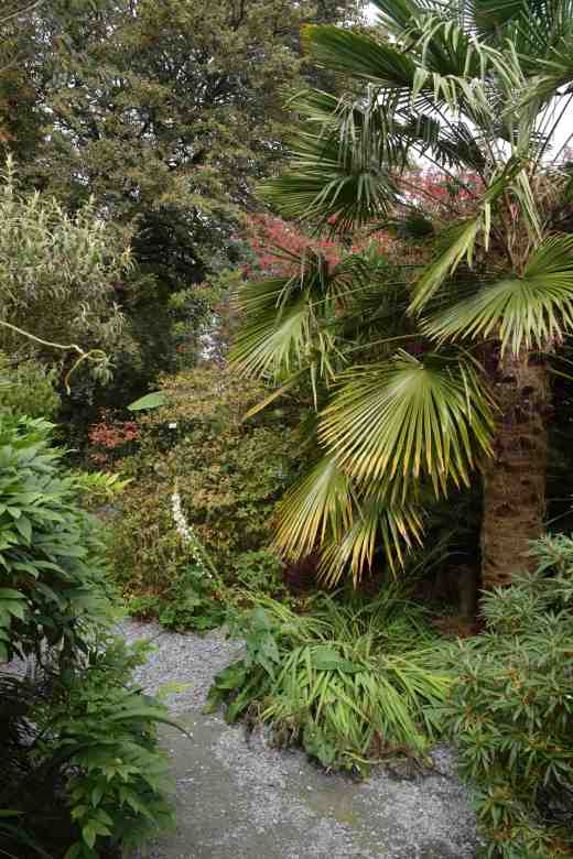 Bamboos, trachycarpus and ground cover give you a 'tropical fix' as you leave the main, formal garden