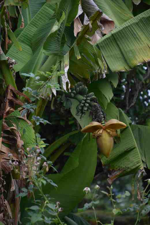 Musa basjoo in a big clump. How cool is this? 