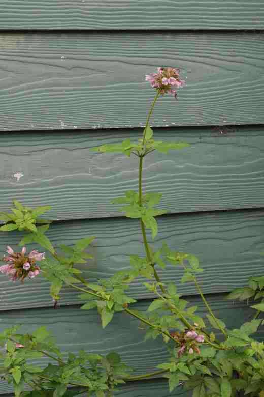 I liked this balm of gilead (Cedronella canariensis) placed against the sage green of the tool shed