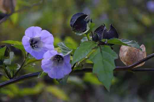 nicandra pods