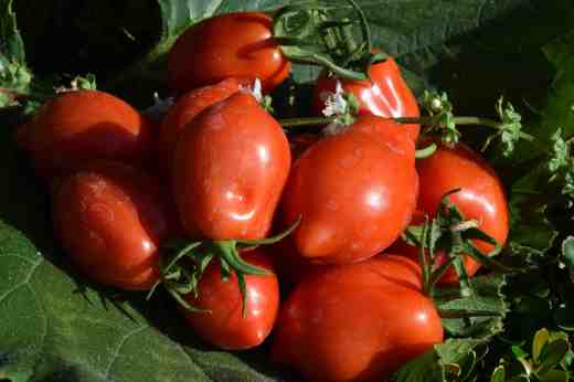 'Britain's Breakfast'