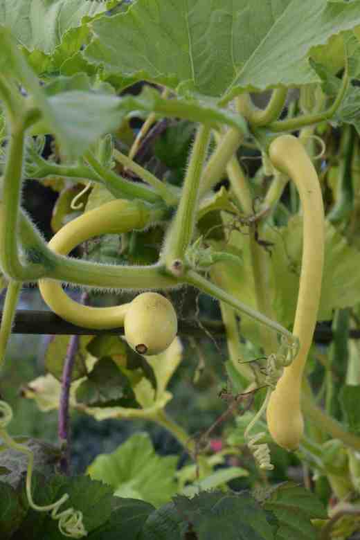 tromboncino oct2 copy