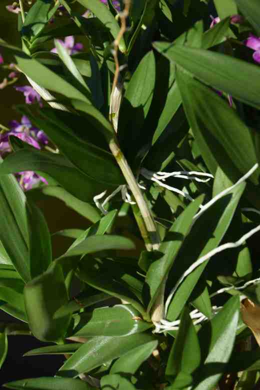 dendrobium kingianum2