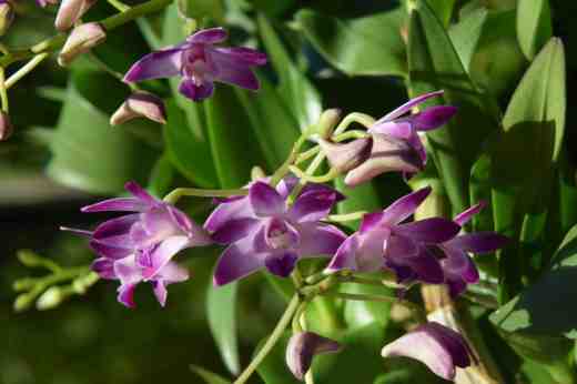 dendrobium kingianum3
