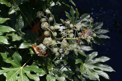 fatsia japoni2