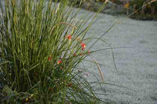 One of the thousands of new aquilegias decided not to wait till next year to bloom - and got a nasty surprise