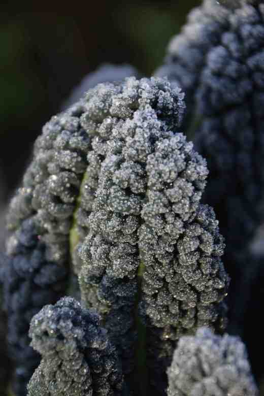 The corrugated leaves of black Tuscan kale exaggerate the frost and seem dipped in sugar like the tastiest doughnut