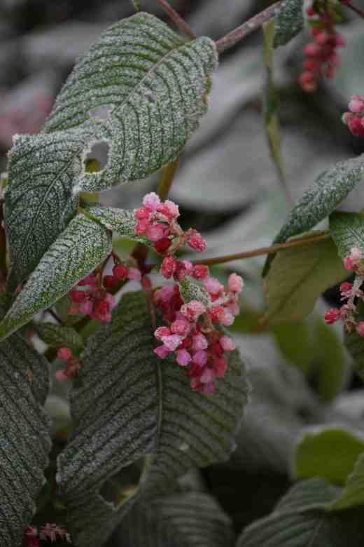 Persicaria highlighted by frost
