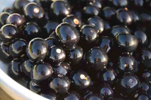 Garden huckleberries are so shiny each one is like a mirrorball