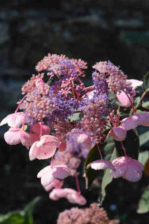 hydrangea hot choc