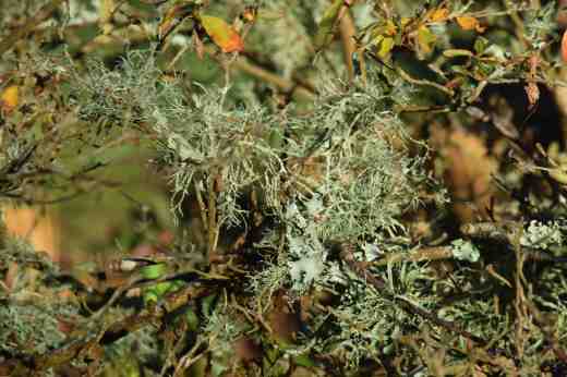 An old azalea supported masses of feathery lichen